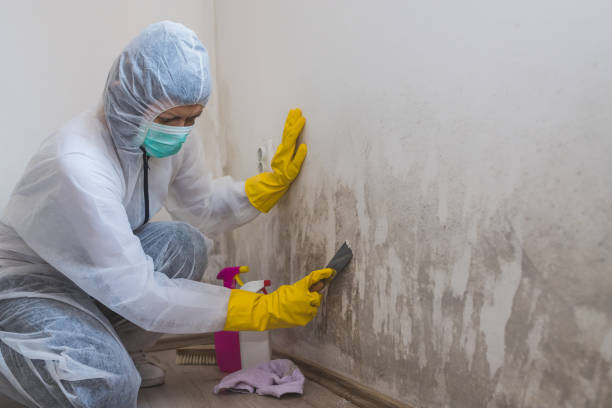 Best Localized Mold Remediation (e.g., coastal areas, humid climates) in Monterey, CA