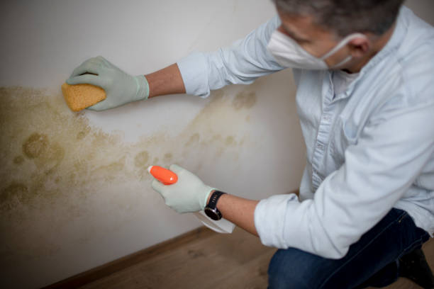 Best Localized Mold Remediation (e.g., coastal areas, humid climates) in Monterey, CA