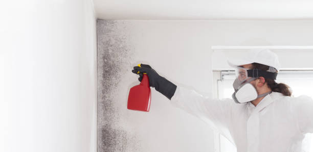 Best DIY Mold Remediation Support Services in Monterey, CA