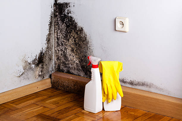 Best Residential Mold Remediation in Monterey, CA