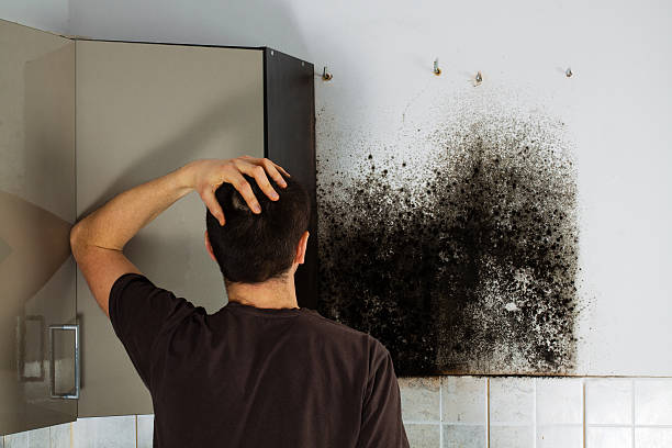 Best DIY Mold Remediation Support Services in Monterey, CA