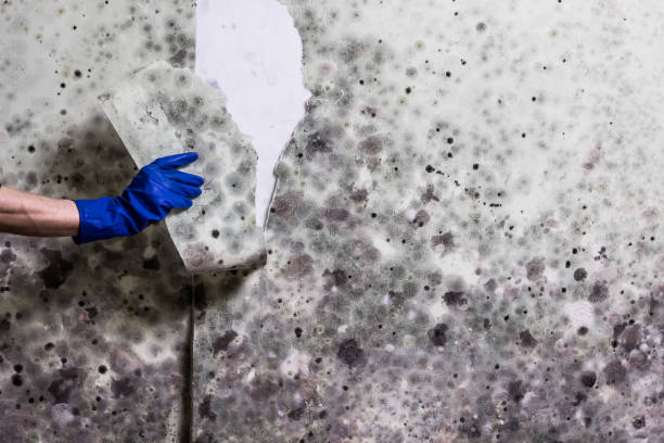 Best Bathroom Mold Remediation in Monterey, CA