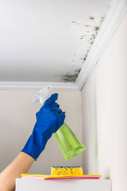 Best Residential Mold Remediation in Monterey, CA